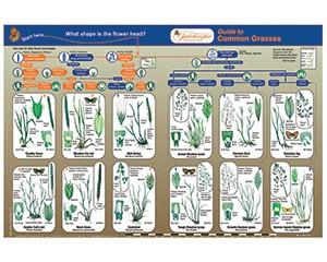 ID Key, Common Grasses