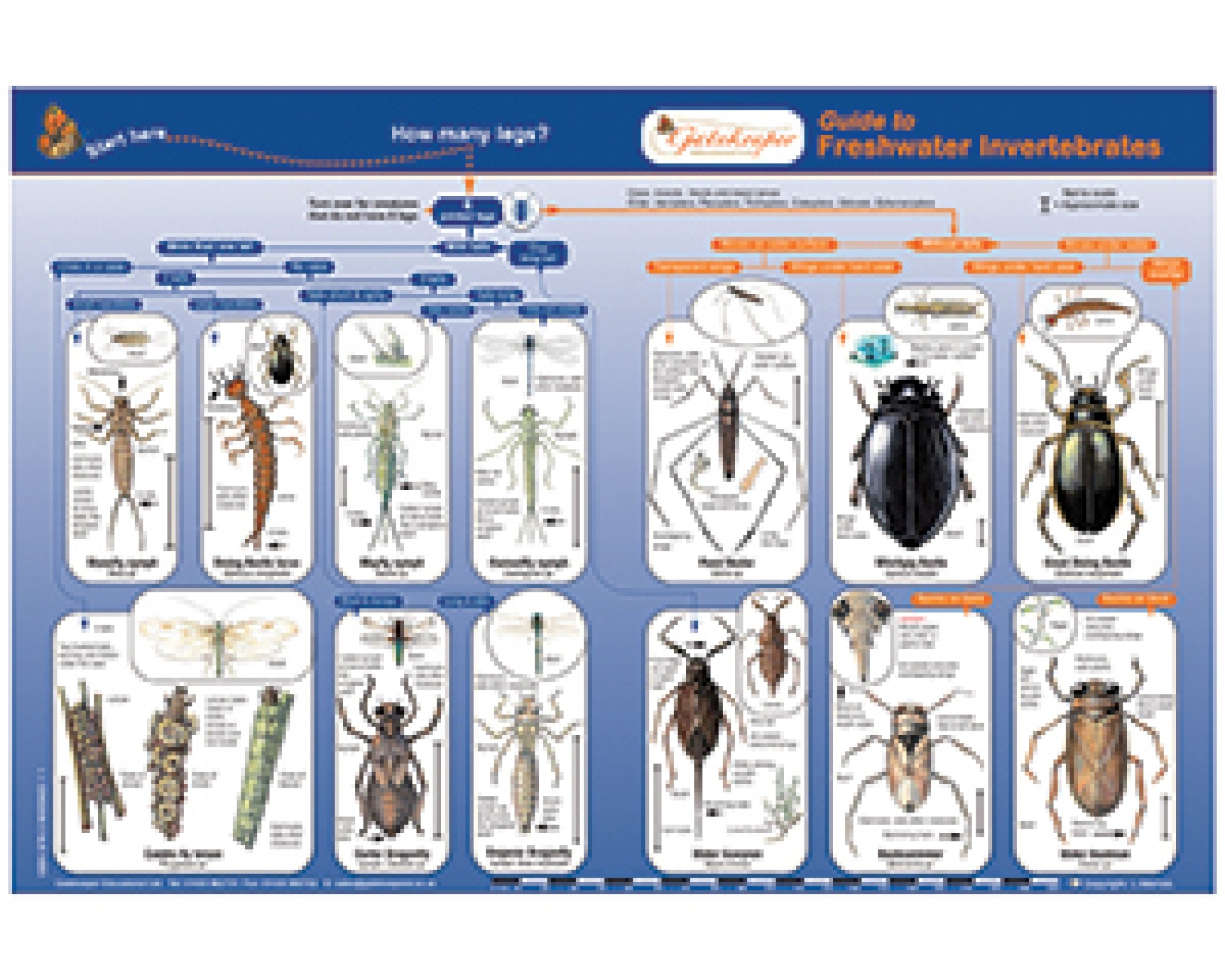 ID Key, Freshwater Invertebrates - Supplies East Riding